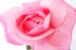 rose-pastell.jpg